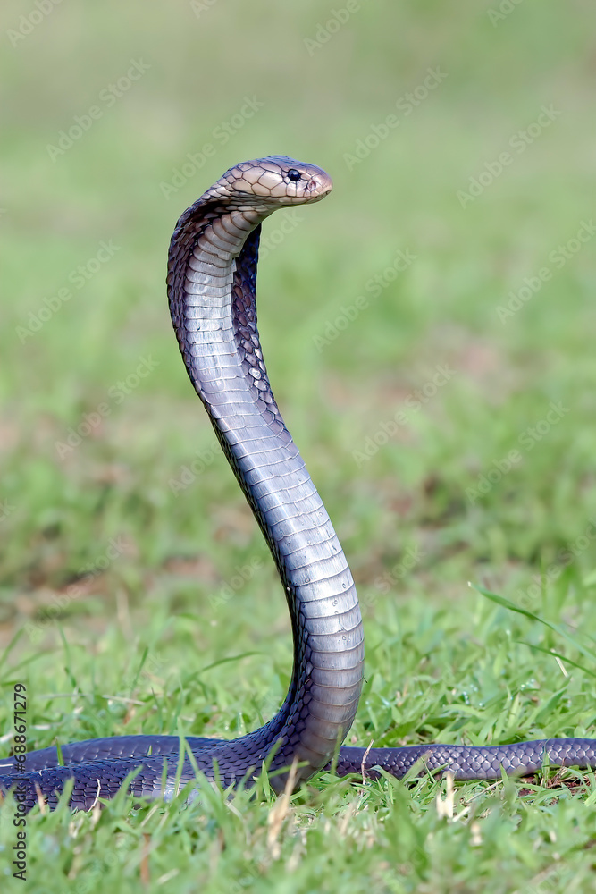 Fototapeta premium Angry cobra on a grassland