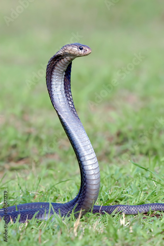 Angry cobra on a grassland