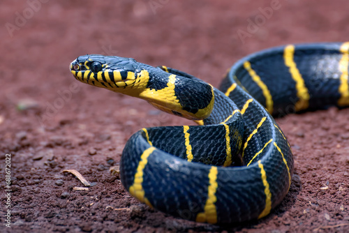 The gold-ringed cat snake ready to attack