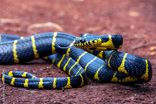 The gold-ringed cat snake ready to attack photo