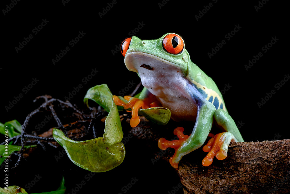 Red-eyed tree frog climbing on a woodbind Red-eyed tree frog climbing on a woodbind
