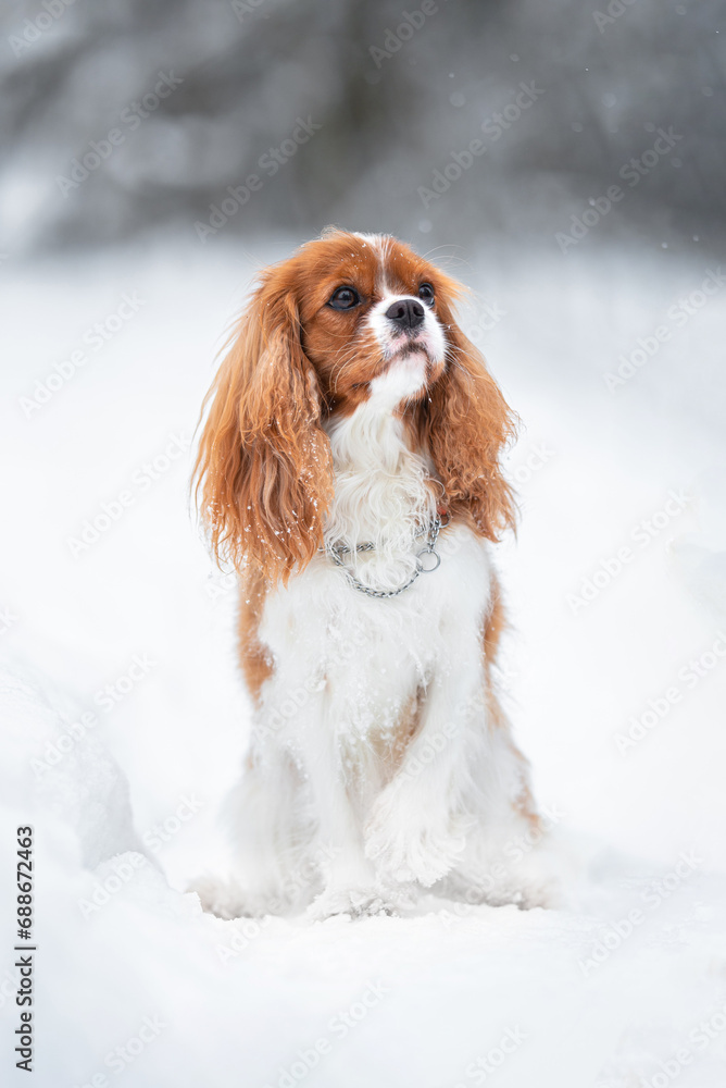 Beautiful Blenheim Cavalier King Charles Spaniel portrait outdoor in the snow, winter mood and blurred background