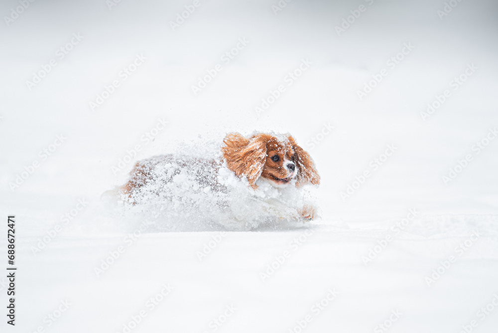 
Beautiful Blenheim Cavalier King Charles Spaniel playing outdoor in the snow, winter mood and blurred background