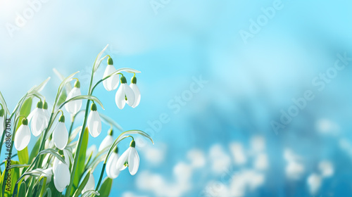 Snowdrops on a sunny day with blue sky in early spring