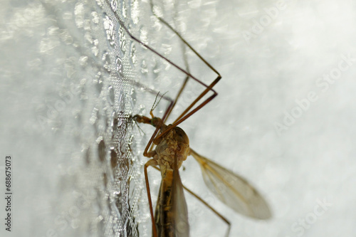 Nahaufnahme einer Eintagsfliege Ephemeroptera photo