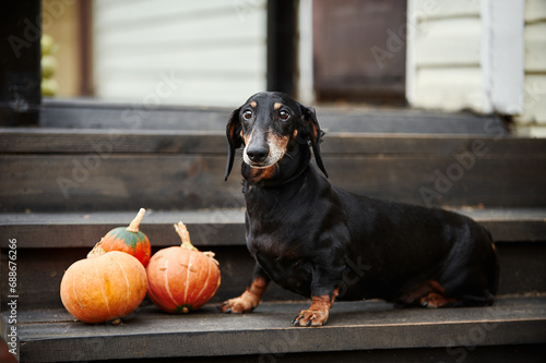 black and tan smooth-haired dachshund beautiful photo photo