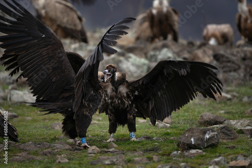 Reintroducing cinereous vulture in Rhodope mountains. Black vulture on the top of Bulgaria mountains. Ornithology during winter time. Black vultures are fighting betwen self. 	 photo