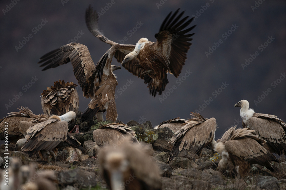 Griffon vulture in Rhodope mountains. Gyps fulvus on the top of Bulgaria mountains. Ornithology during winter time. Huge brown bird with white neck. Vultures are fighting between yourself. - obrazy, fototapety, plakaty 