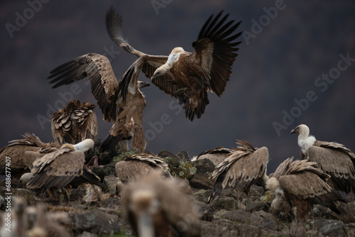 Griffon vulture in Rhodope mountains. Gyps fulvus on the top of Bulgaria mountains. Ornithology during winter time. Huge brown bird with white neck. Vultures are fighting between yourself. photo