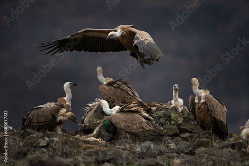 Griffon vulture in Rhodope mountains. Gyps fulvus on the top of Bulgaria mountains. Ornithology during winter time. Huge brown bird with white neck. Flying vulter in the mountains.