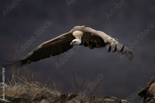 Griffon vulture in Rhodope mountains. Gyps fulvus on the top of Bulgaria mountains. Ornithology during winter time. Huge brown bird with white neck. Flying vulter in the mountains.