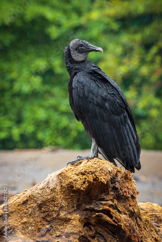 Black vulture in Drake bay  Costa Rica 
