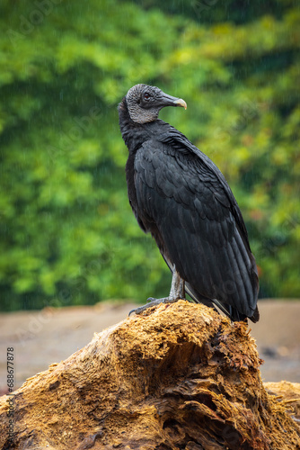 Black vulture in Drake bay  Costa Rica 