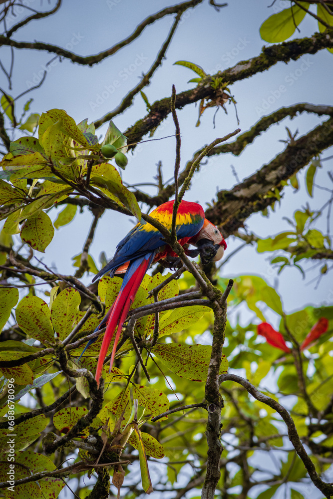 Obraz premium Beautiful red parrot in Drake bay (Costa Rica)