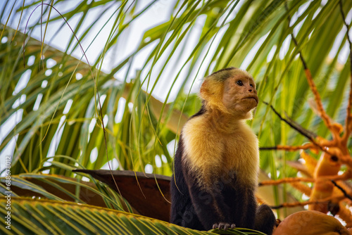 Capuchin monkey in Drake bay (Costa Rica)