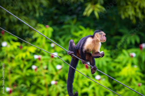 Capuchin monkey in Drake bay (Costa Rica) © julen