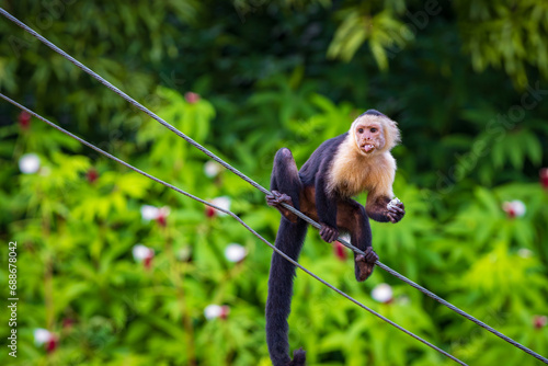 Capuchin monkey in Drake bay (Costa Rica) photo