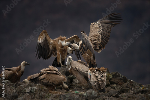 Griffon vulture in Rhodope mountains. Gyps fulvus on the top of Bulgaria mountains. Ornithology during winter time. Huge brown bird with white neck. Vultures are fighting between yourself.