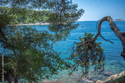 Adriatic sea shore at Cavtat, Croatia. Pine tree bent over blue clear water. © Ilga