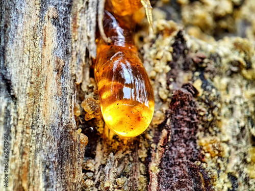 Macro of resin on a tree trunk. Gum on a bar wound to stop the lymph from escaping. A beautiful amber drop on the bark of a tree