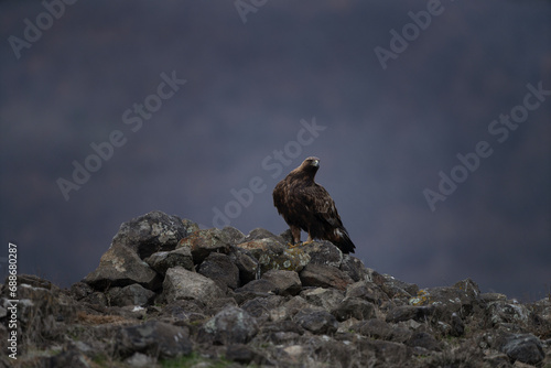 Golden eagle in Rhodope mountains. Aquila chrysaetos in the rockies mountains during winter. King of the sky is relaxing on the stone..	