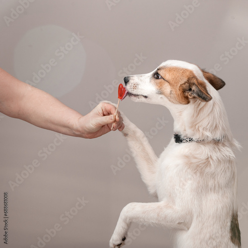 The dog asks to eat a red heart-shaped lollipop