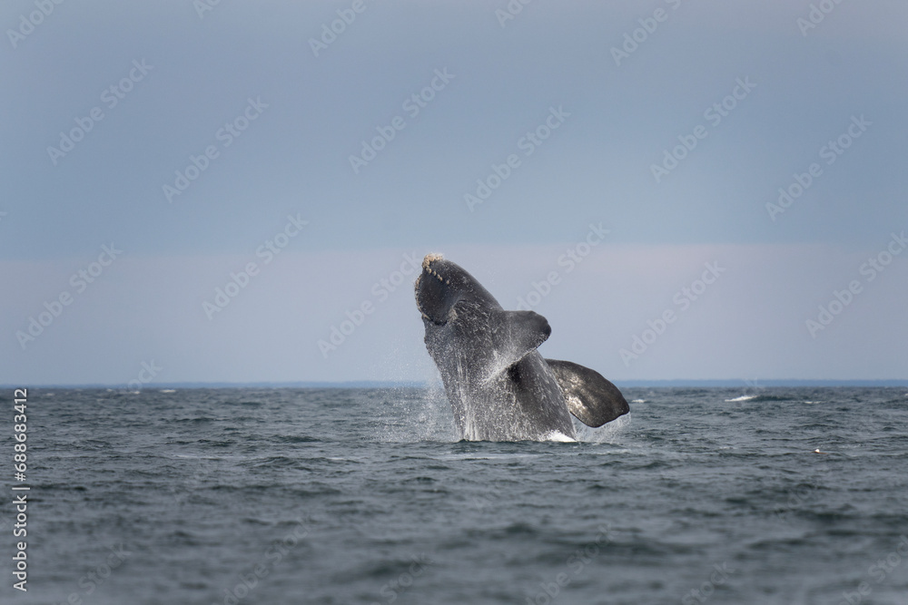Fototapeta premium Southern right whales near Valdés peninsula. Behavior of right whales on surface. Marine life near Argentina coast. 