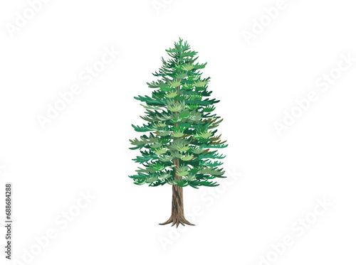 pine tree vector hand drawn. redwood illustrations. photo