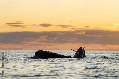 Southern right whales near Valdés peninsula. Behavior of right whales on surface. Marine life near Argentina coast. Seagulls are attacking right whales on the surface. © prochym