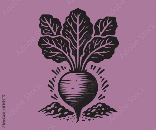 Vintage engraving illustration of beets. Woodcut