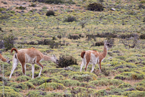 Group of guanaco animals in Patagonia Chile
