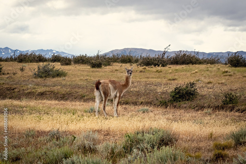 Group of guanaco animals in Patagonia Chile