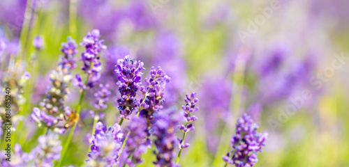 Spring lavender flowers under sunlight. Lilac flowers close up. Beautiful landscape of nature with a panoramic view. Hi spring. long banner