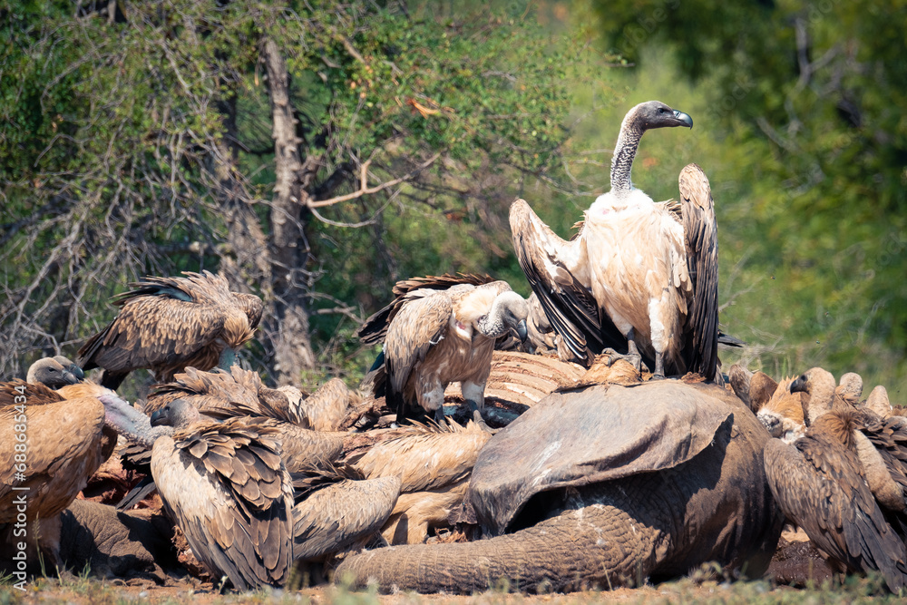 Obraz premium Vultures on an elephant carcass