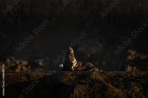 Southern sea lion on the cliff in Valdés peninsula. Sea lion during sunrise. Colony of otaria byronia on the cliff.	 photo