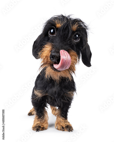 Cute black and tan Dachshund dog puppy, standing up facing front. Looking straight to camera. Tongue out curled up in nose. Wide angle distortion. Isolated on a white background. photo