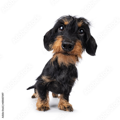 Cute black and tan Dachshund dog puppy, standing up facing front. Looking straight to camera. Wide angle distortion. Isolated on a white background. © Nynke
