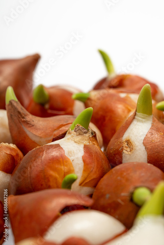 A stack of Darwin hybrid tulip bulbs mixed to create a display of colourful flowers. Some beginning to sprout. Close-up on white background. In portrait shape with copy space. Concept of gardening.