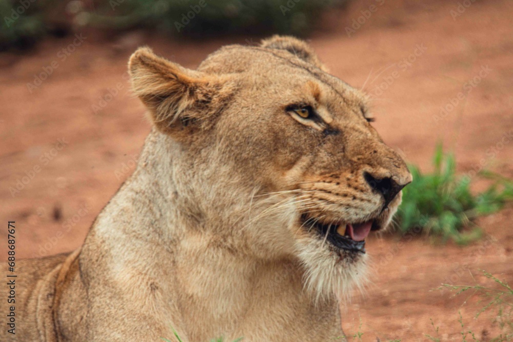 Lion Lady Lion Lady