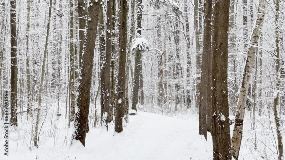 A snowstorm in a winter public park , it is snowing heavily, snowflakes are slowly falling, tree branches are covered with snow A snowstorm in a winter public park , it is snowing heavily, snowflakes are slowly falling, tree branches are covered with snow