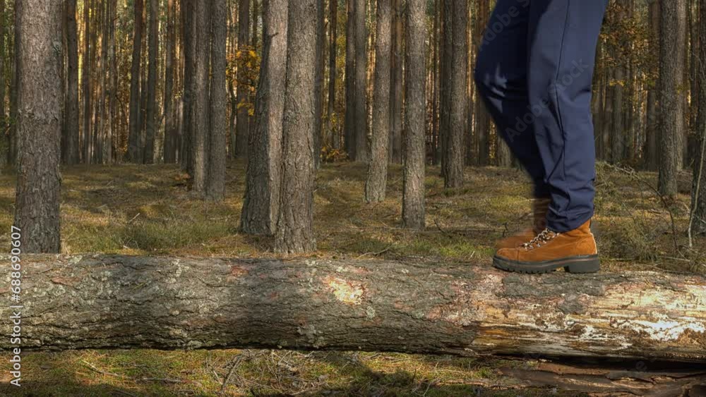 Woman is walking on huge log tree trunk in forest area. Nature connection and outdoor adventure concept. Woman is walking on huge log tree trunk in forest area. Nature connection and outdoor adventure concept.