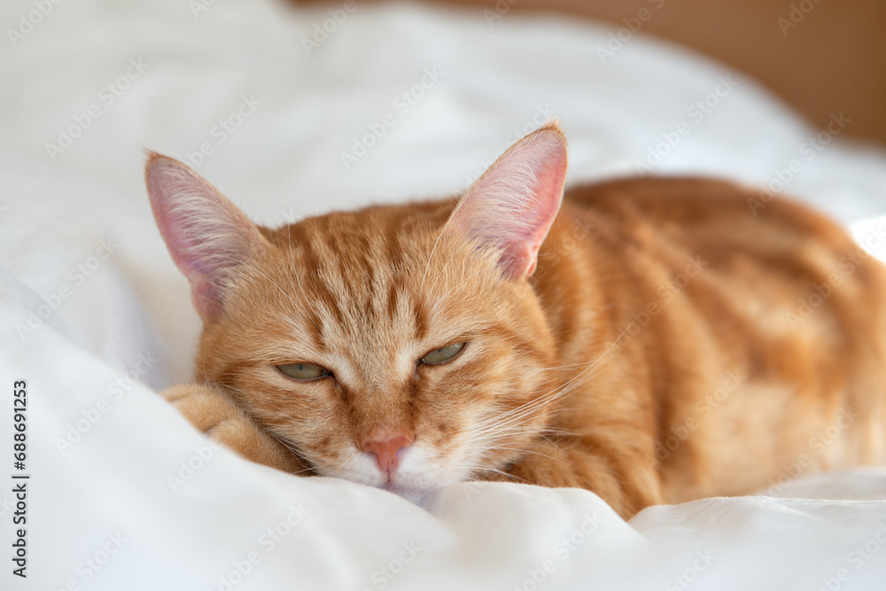 Naklejka premium Ginger cute cat lies and sleeps on bed with a white sheet while, home comfort