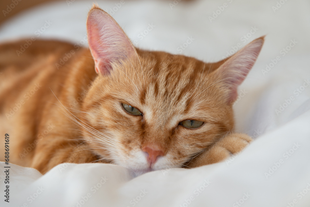 Ginger cute cat lies and sleeps on bed with a white sheet while, home comfort Ginger cute cat lies and sleeps on bed with a white sheet while, home comfort
