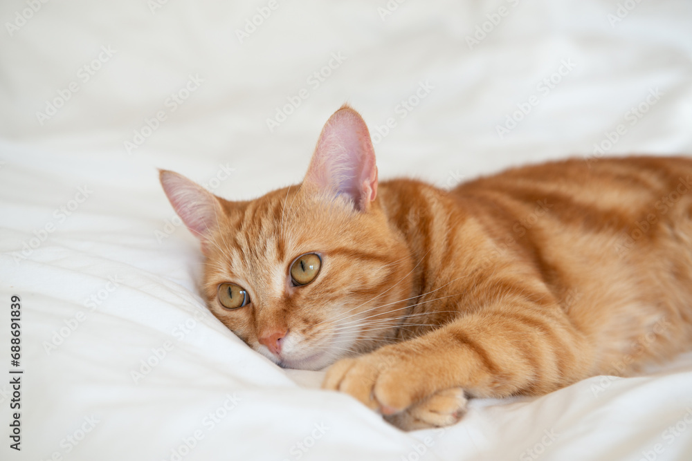 Ginger cute cat lies and sleeps on bed with a white sheet while, home comfort