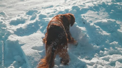 Active Irish Setter dog running slow motion footage during the snowy walking, having fun in winter park during beautiful sunny winter day. High quality FullHD footage photo