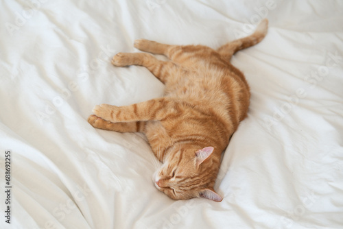 Fototapeta Naklejka Na Ścianę i Meble -  Ginger cute cat lies and sleeps on bed with a white sheet while, home comfort