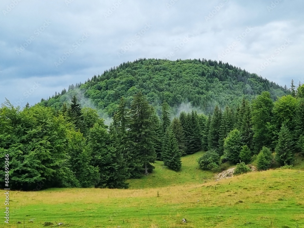 Beautiful landscape with spruce forest, fog, hills and green grass in the Carpathian Mountains, Transylvania, Romania.