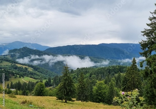 Beautiful landscape with spruce forest, fog, hills and green grass in the Carpathian Mountains, Transylvania, Romania. © beres