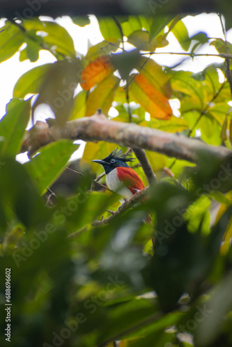 Indian paradise flycatcher, bird on a tree