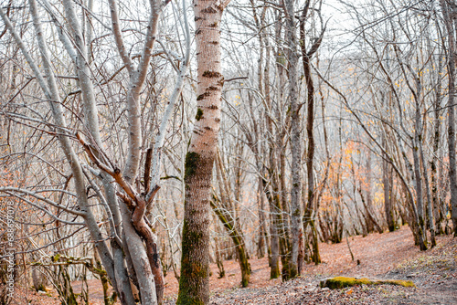 Photography Bare leafless forest on a mountainside on an autumn day
